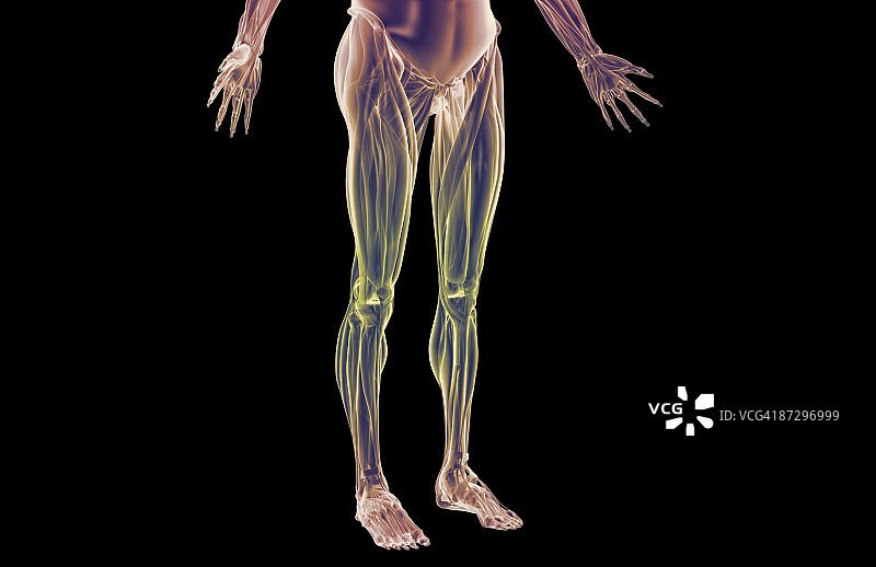 下半身的肌肉图片素材