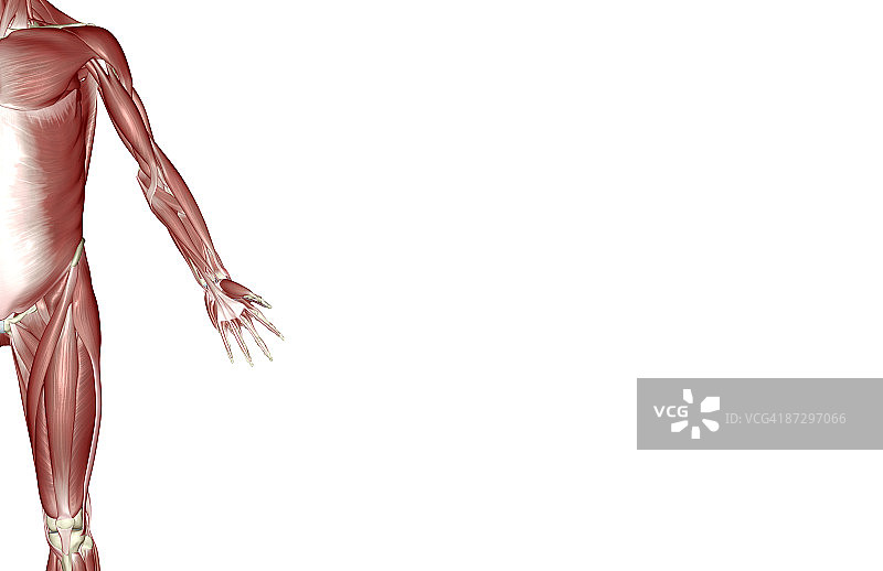 上肢肌肉图片素材