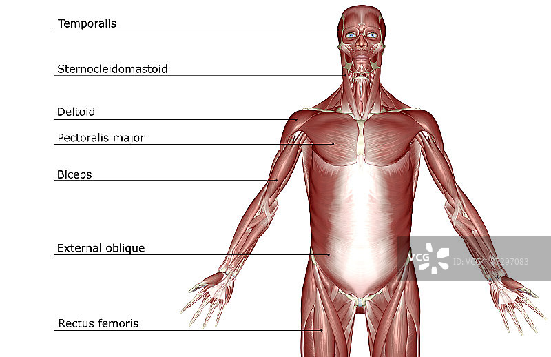 上半身肌肉图片素材