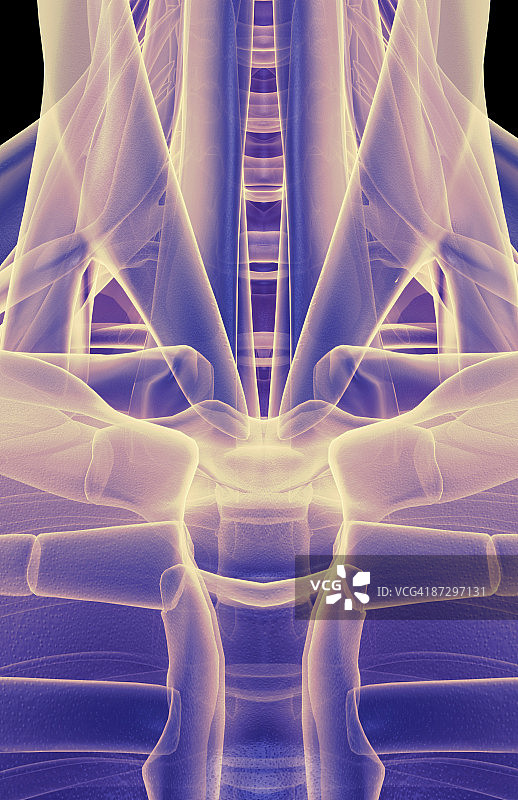 颈部肌肉图片素材
