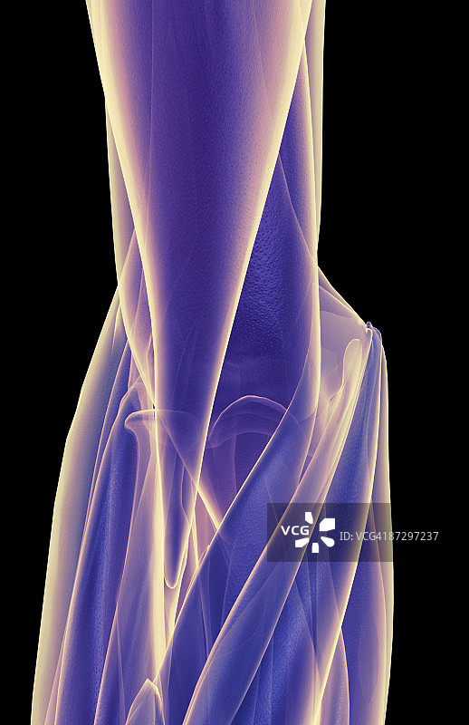肘部肌肉图片素材