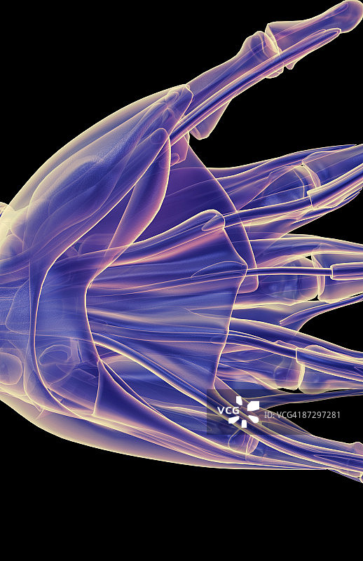 手部肌肉图片素材