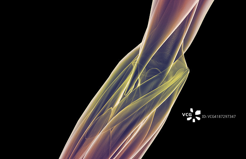 肘部肌肉图片素材