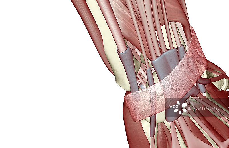 手腕肌肉图片素材