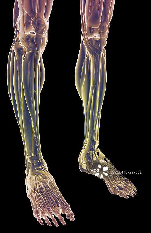 腿部肌肉图片素材