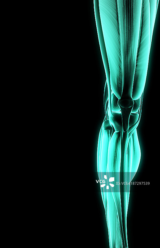 膝盖肌肉图片素材