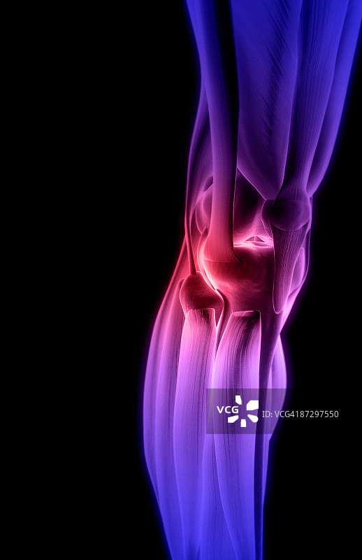 膝盖肌肉图片素材