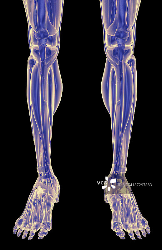 腿部肌肉图片素材