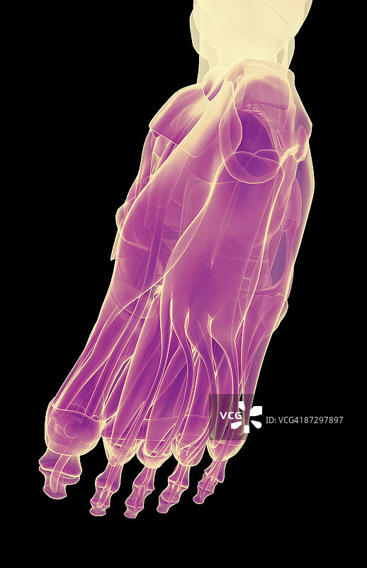 足部肌肉图片素材