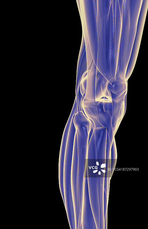 膝盖肌肉图片素材