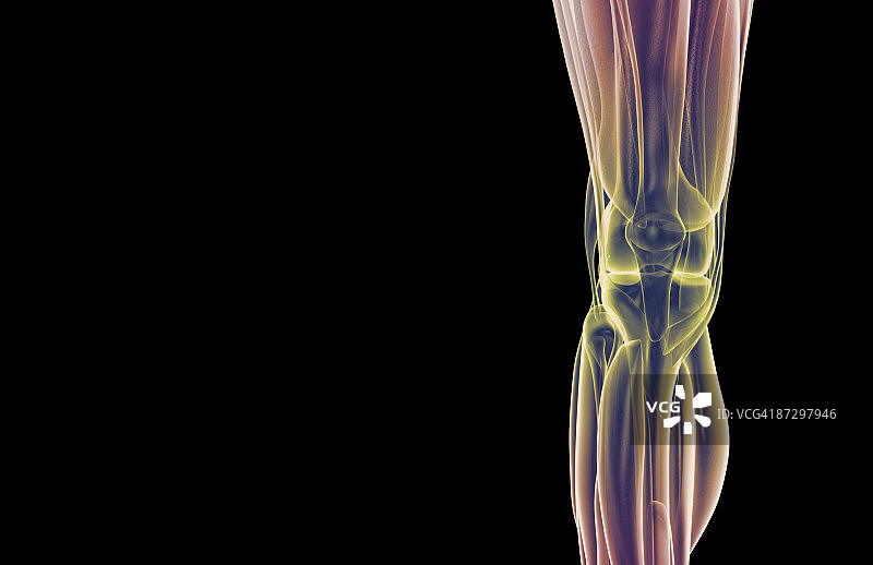 膝盖肌肉图片素材