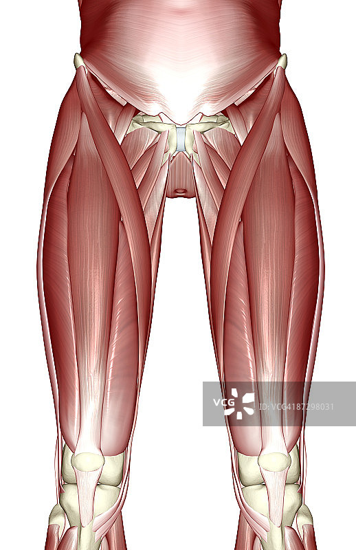下肢肌肉图片素材