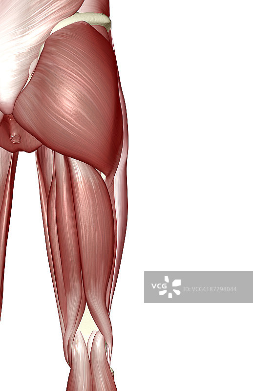 髋部和下肢肌肉图片素材