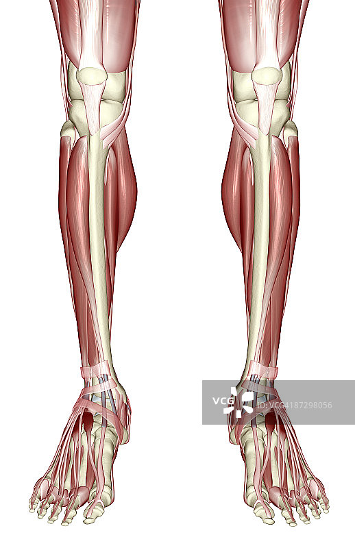腿部肌肉图片素材