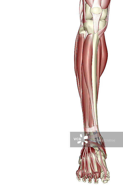 腿部肌肉图片素材