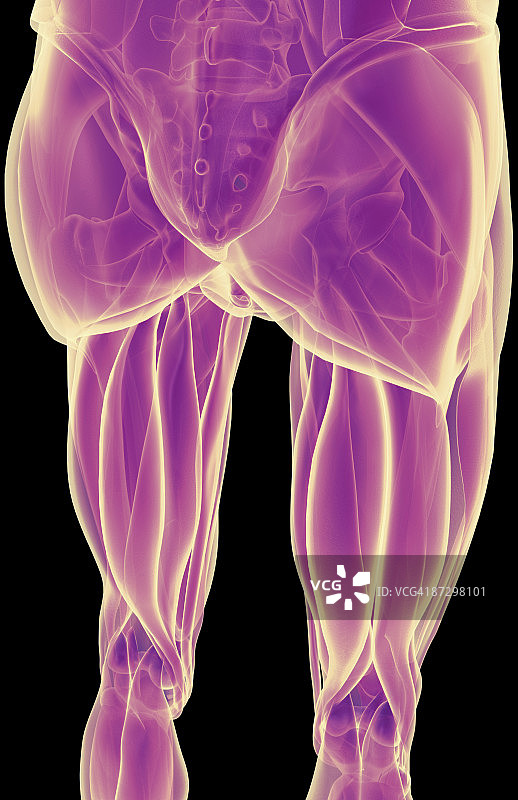 下肢肌肉图片素材