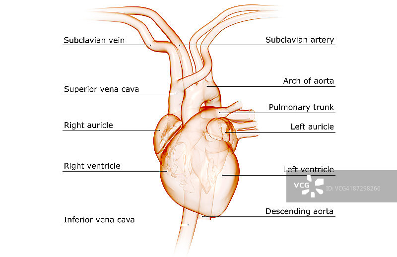心脏和大血管图片素材