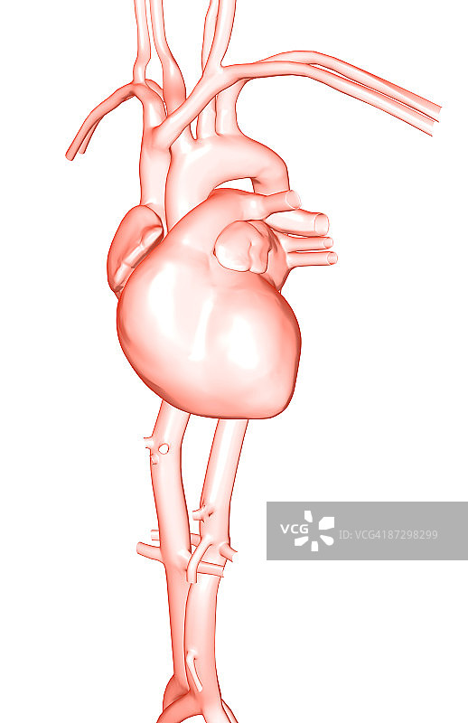 心脏及其主要血管图片素材