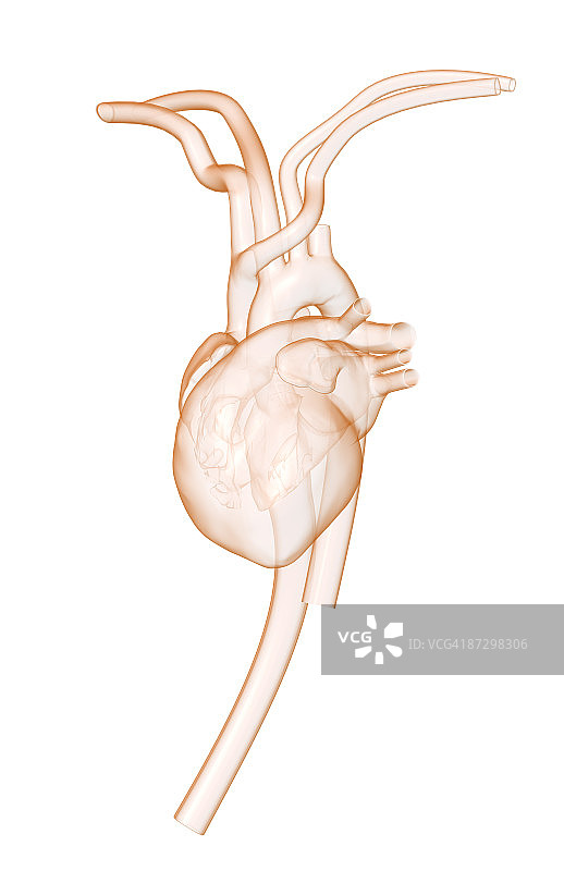 心脏和大血管图片素材