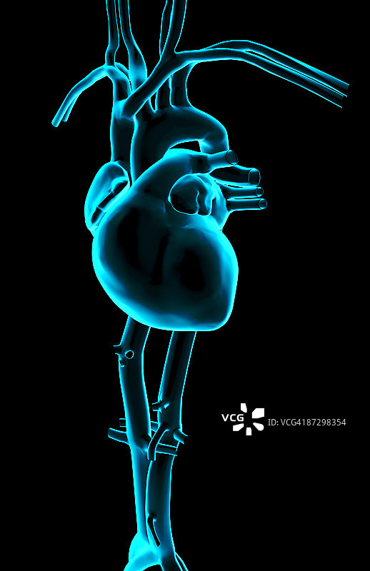 心脏及其主要血管图片素材