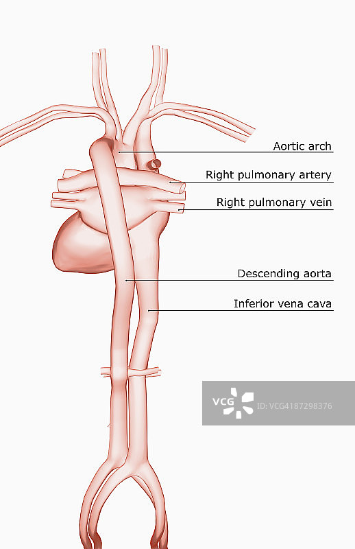 心脏及其主要血管图片素材