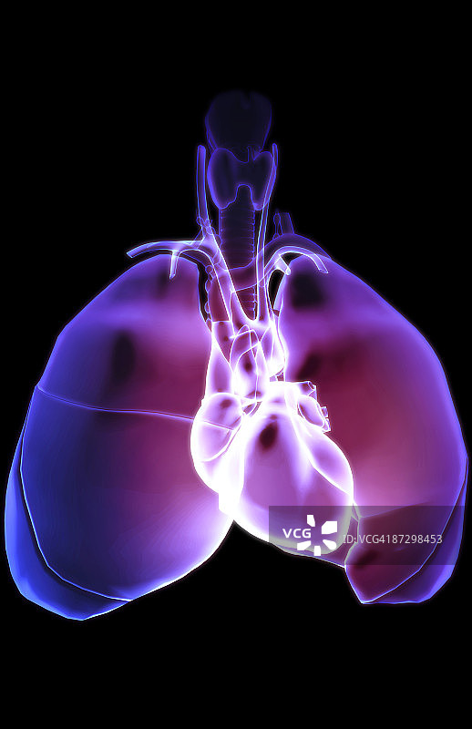 心脏与呼吸系统图片素材