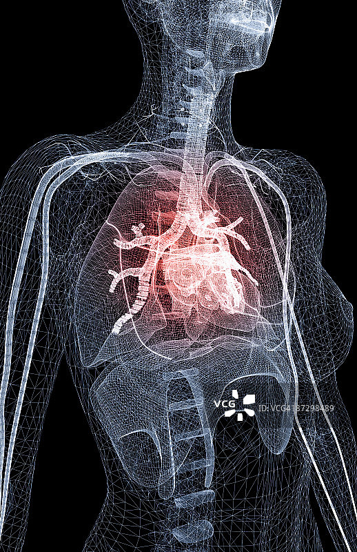 心脏和大血管图片素材