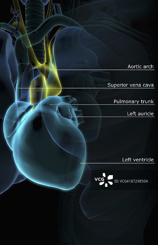 心脏与呼吸系统图片素材