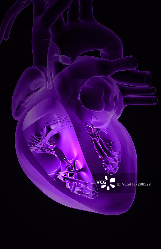 心脏的截面解剖图片素材