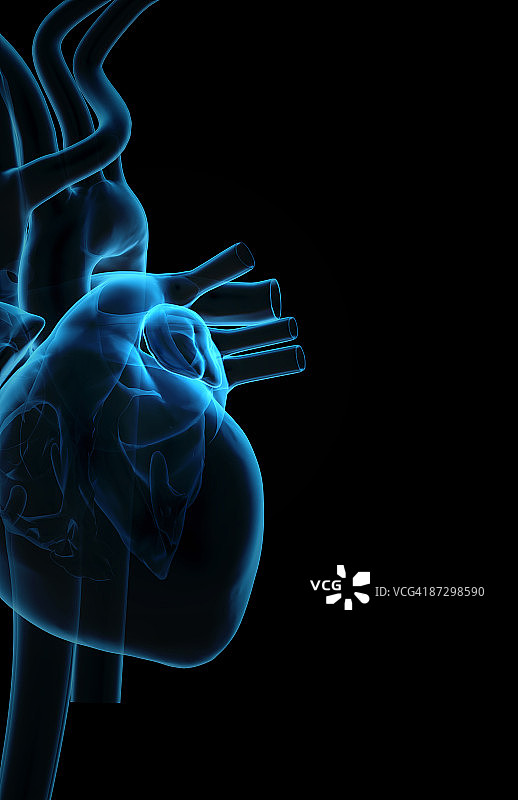 心脏和大血管图片素材
