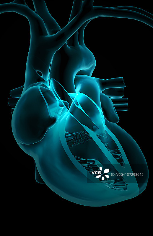 心脏的截面解剖图片素材