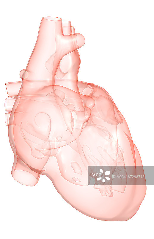 心脏图片素材
