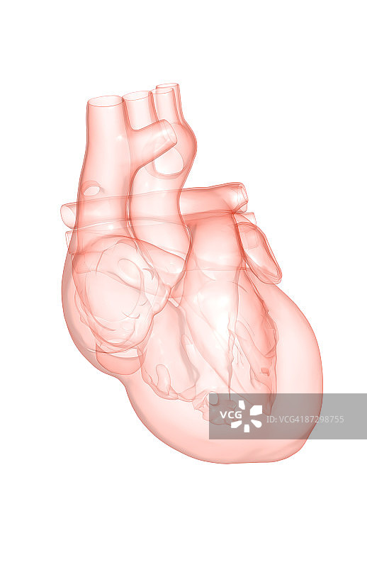 心脏图片素材