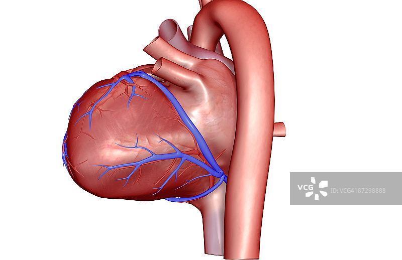 心脏的冠状血管图片素材