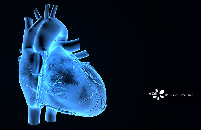 心脏的冠状血管图片素材