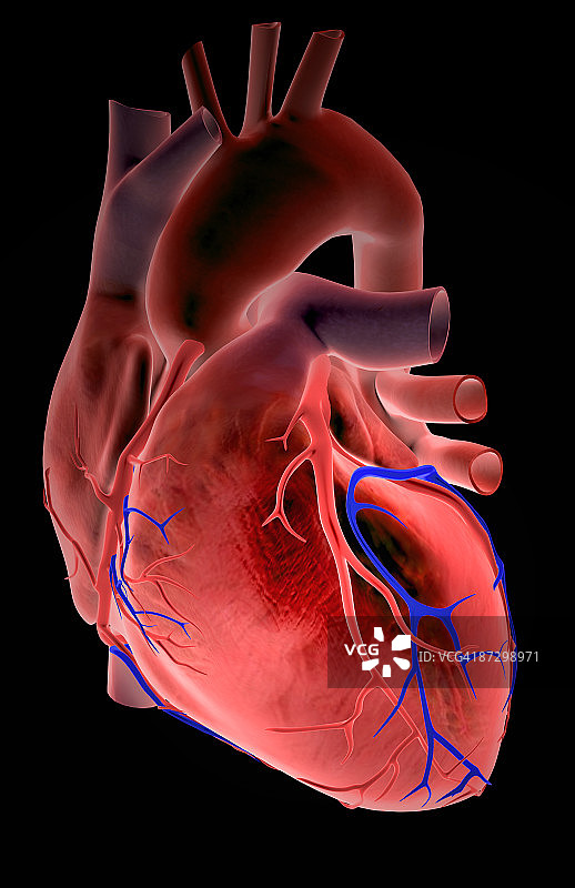 心脏的冠状血管图片素材