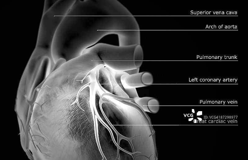 心脏的冠状血管图片素材