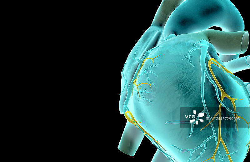 心脏的冠状血管图片素材
