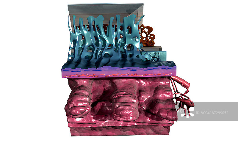 眼睛的剖面解剖图片素材