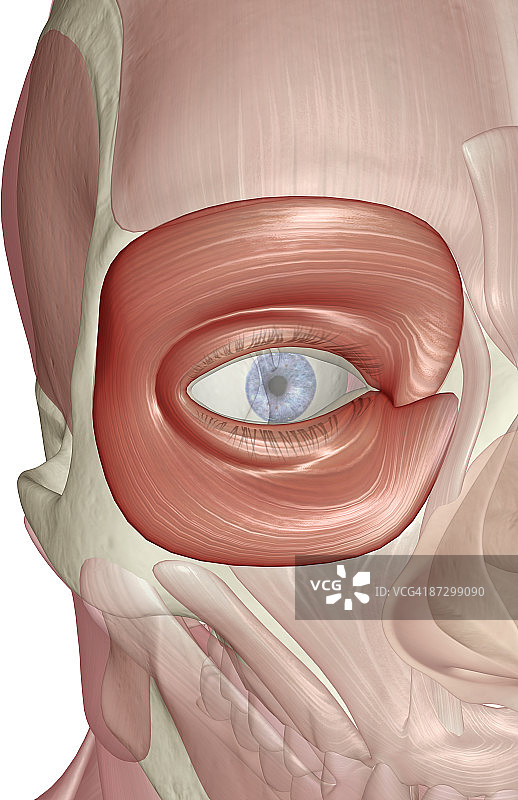眼轮匝肌图片素材