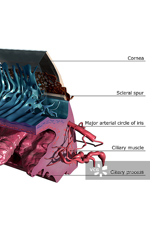 眼睛的剖面解剖图片素材