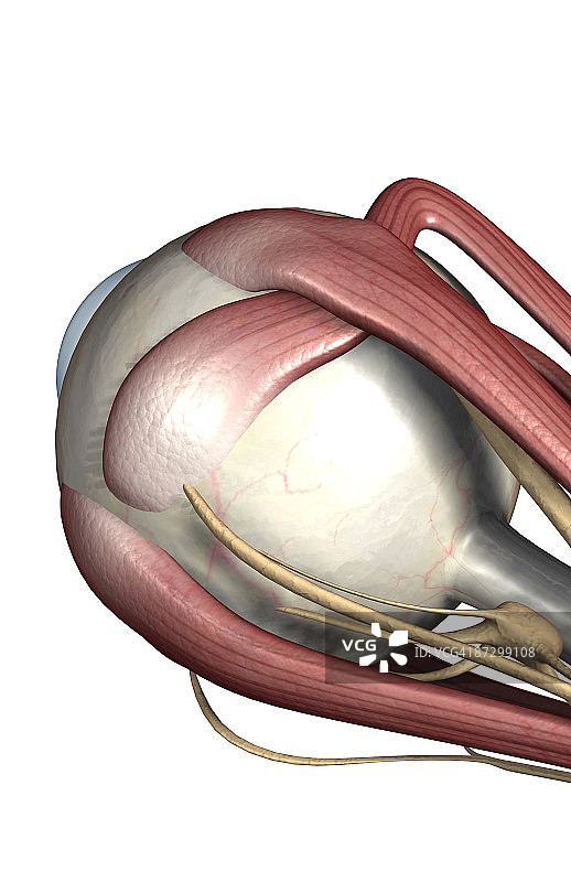 眼睛肌肉图片素材