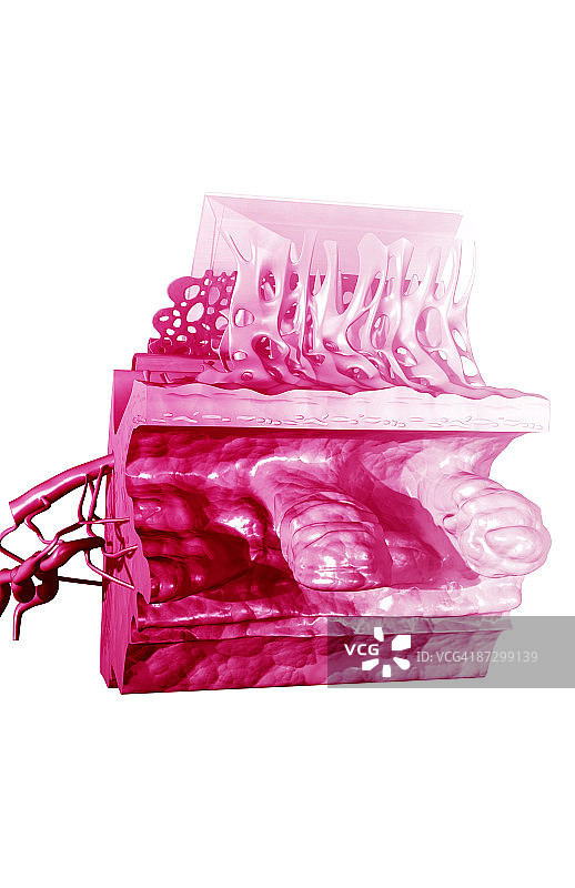 眼睛的剖面解剖图片素材