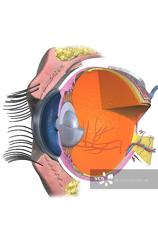 眼睛的结构图片素材
