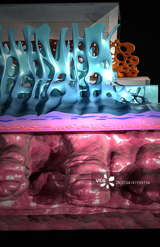 眼睛的剖面解剖图片素材