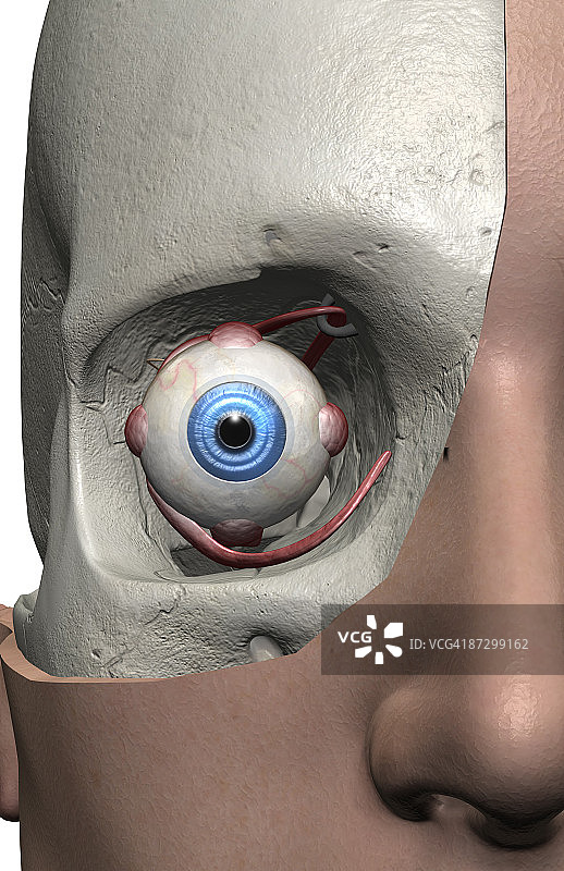 眼睛肌肉图片素材