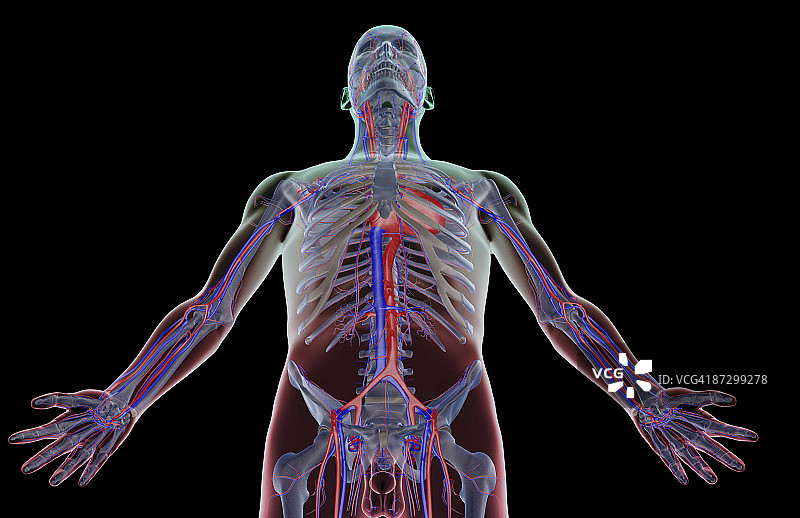 上半身的血液供应图片素材