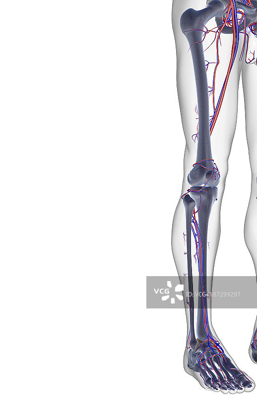 下肢的血液供应图片素材