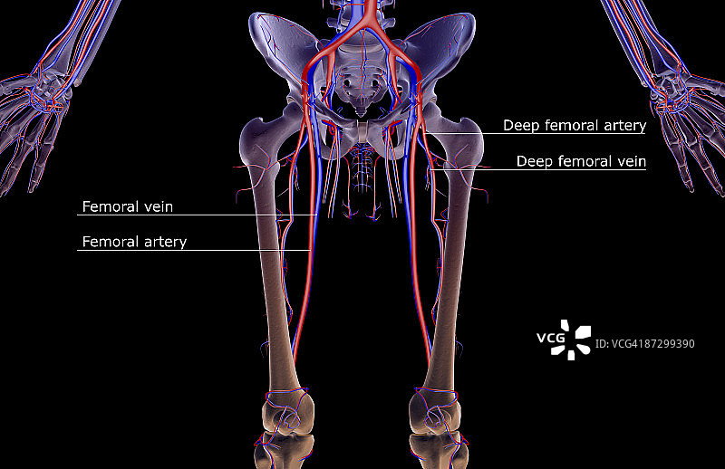 下半身的血液供应图片素材