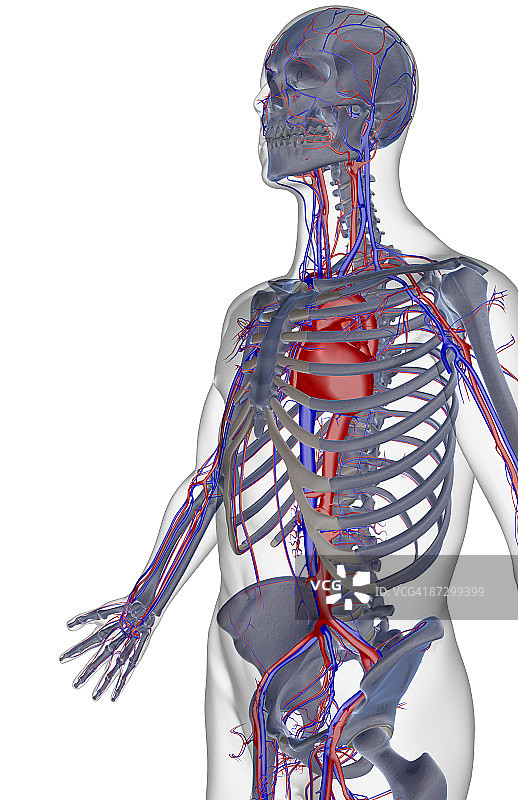 上半身的血液供应图片素材